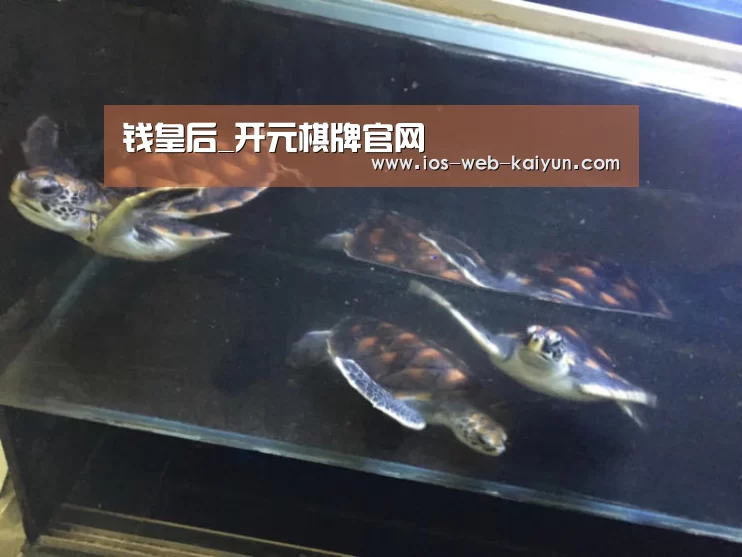 钱皇后_开元棋牌官网